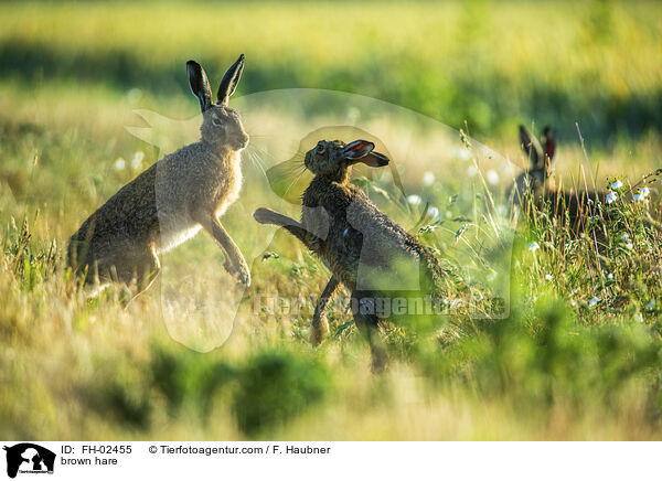 Feldhase / brown hare / FH-02455