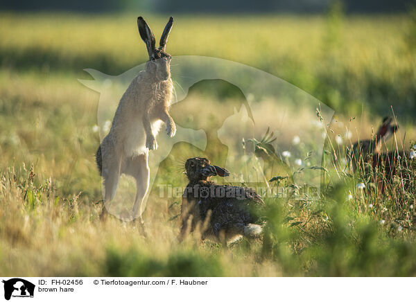 Feldhase / brown hare / FH-02456