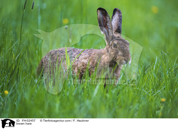 Feldhase / brown hare / FH-02457