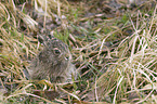 young brown hare