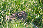 European Hare