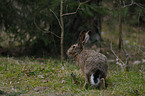 brown hare