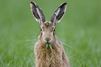 brown hare