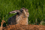 European hare