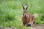 brown hare