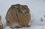 brown hare