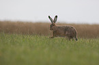 brown hare