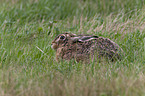 brown hare