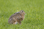 brown hare