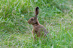 brown hare