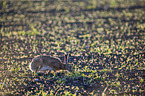 brown hare