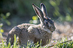 brown hare