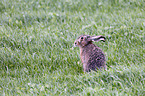 brown hare