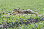 running Brown Hare