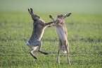 playing Brown Hares