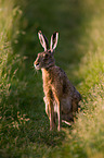 brown hare