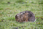 European brown hare