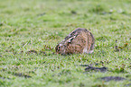 European brown hare