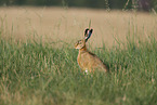 European hare