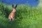 brown hare