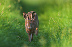 brown hare