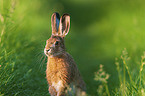 brown hare