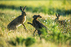 brown hare