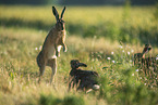 brown hare