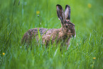 brown hare