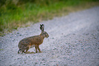 brown hare