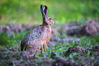 brown hare