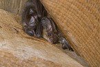 common long-eared bat