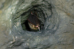 brown big-eared bat