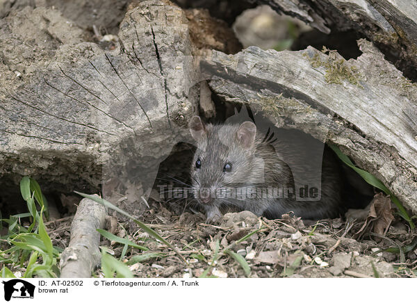 Wanderratte / brown rat / AT-02502