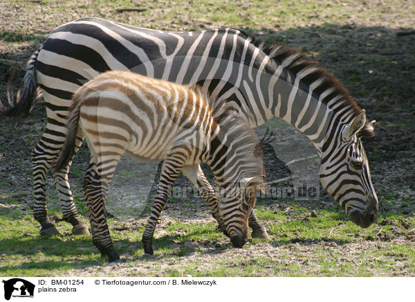 Steppenzebra / plains zebra / BM-01254