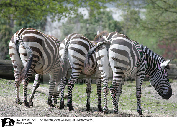 Steppenzebra / plains zebra / BM-01404