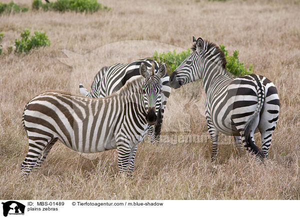 Steppenzebras / plains zebras / MBS-01489
