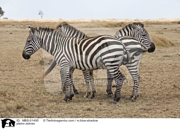 Steppenzebras / plains zebras / MBS-01495