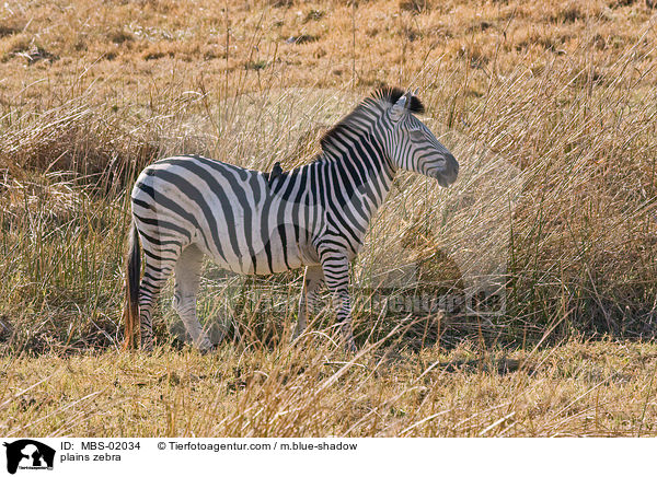 Steppenzebra / plains zebra / MBS-02034