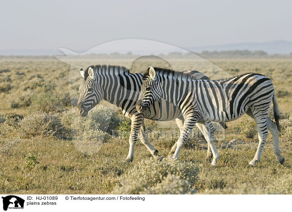 Steppenzebras / plains zebras / HJ-01089