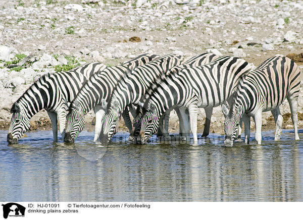 trinkende Steppenzebras / drinking plains zebras / HJ-01091