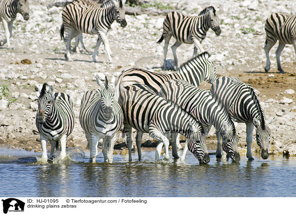 trinkende Steppenzebras / drinking plains zebras / HJ-01095