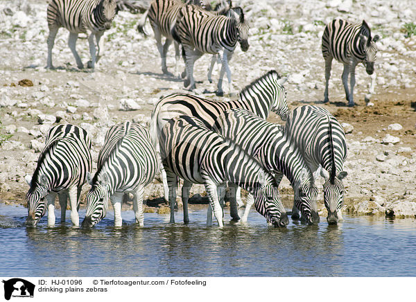 trinkende Steppenzebras / drinking plains zebras / HJ-01096