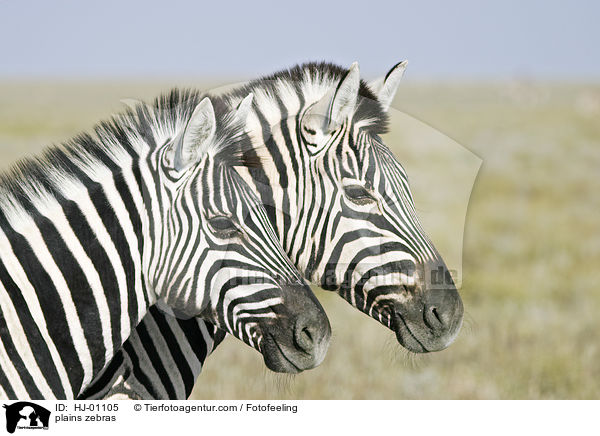 plains zebras / HJ-01105