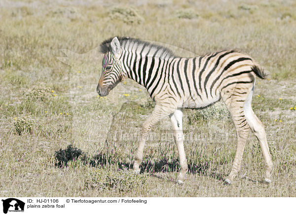 Steppenzebrafohlen / plains zebra foal / HJ-01106