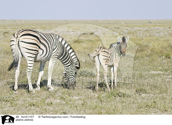 Steppenzebras / plains zebras / HJ-01107