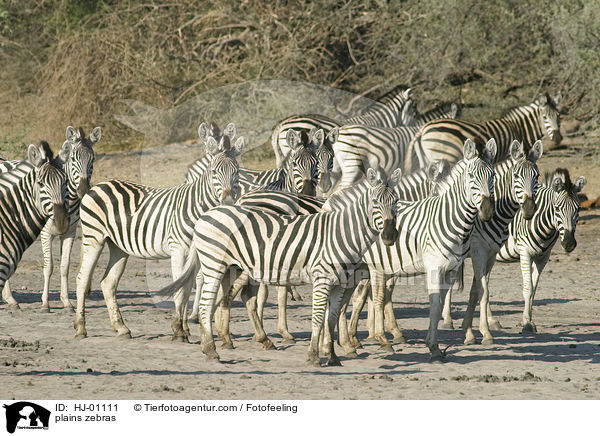 plains zebras / HJ-01111