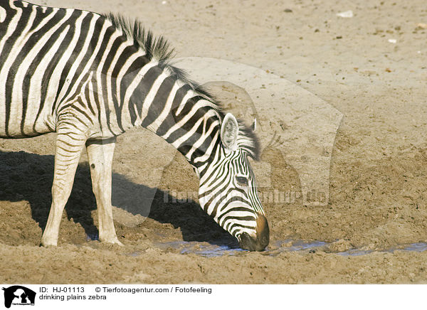 trinkendes Steppenzebra / drinking plains zebra / HJ-01113