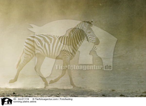 rennendes Steppenzebra / running plains zebra / HJ-01119