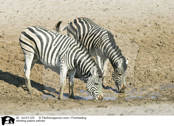 drinking plains zebras / HJ-01120